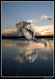 Seahorses at the racetrack II by Dray Van Beeck 